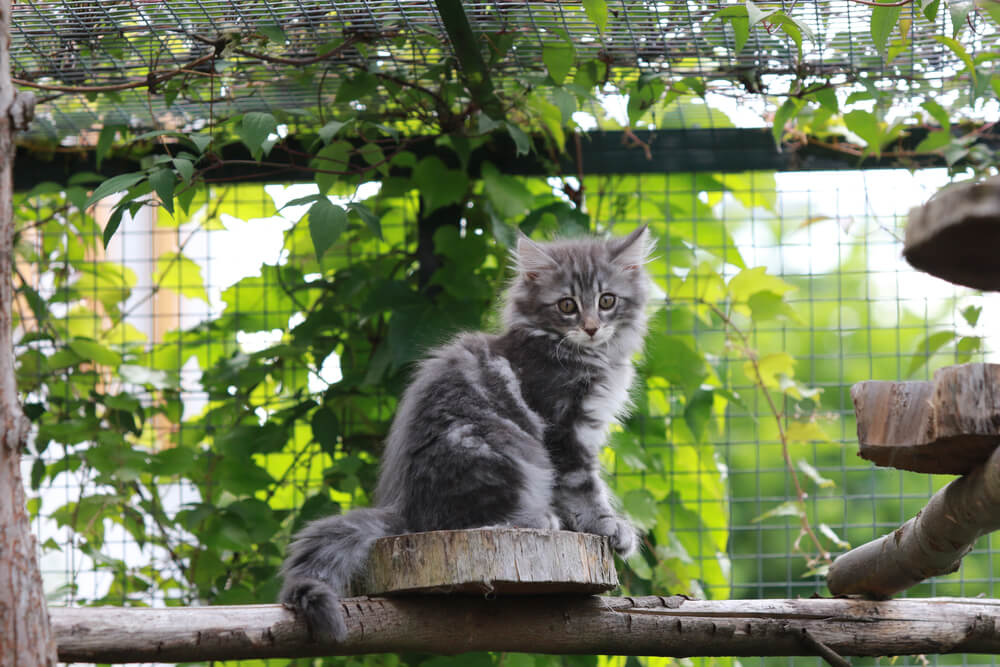 Keeping Your Cat Safe