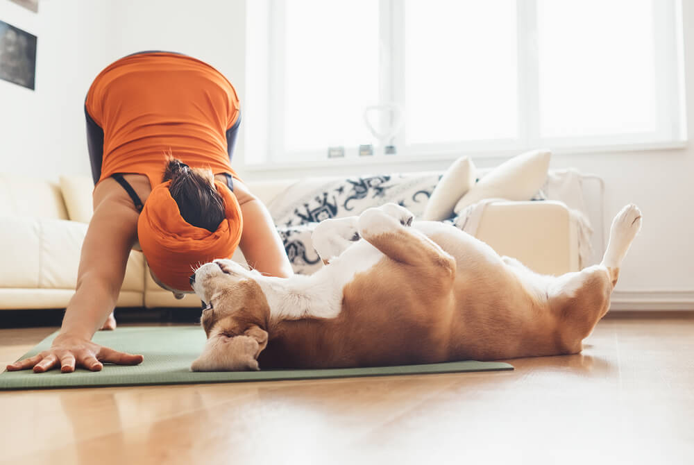 Latest Fun Pet Trends