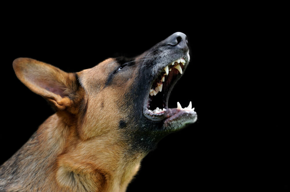 Aggression Training in Dogs