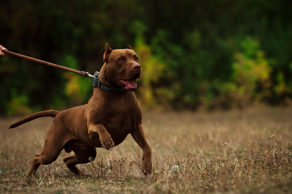 dog kennels that take pit bulls near me