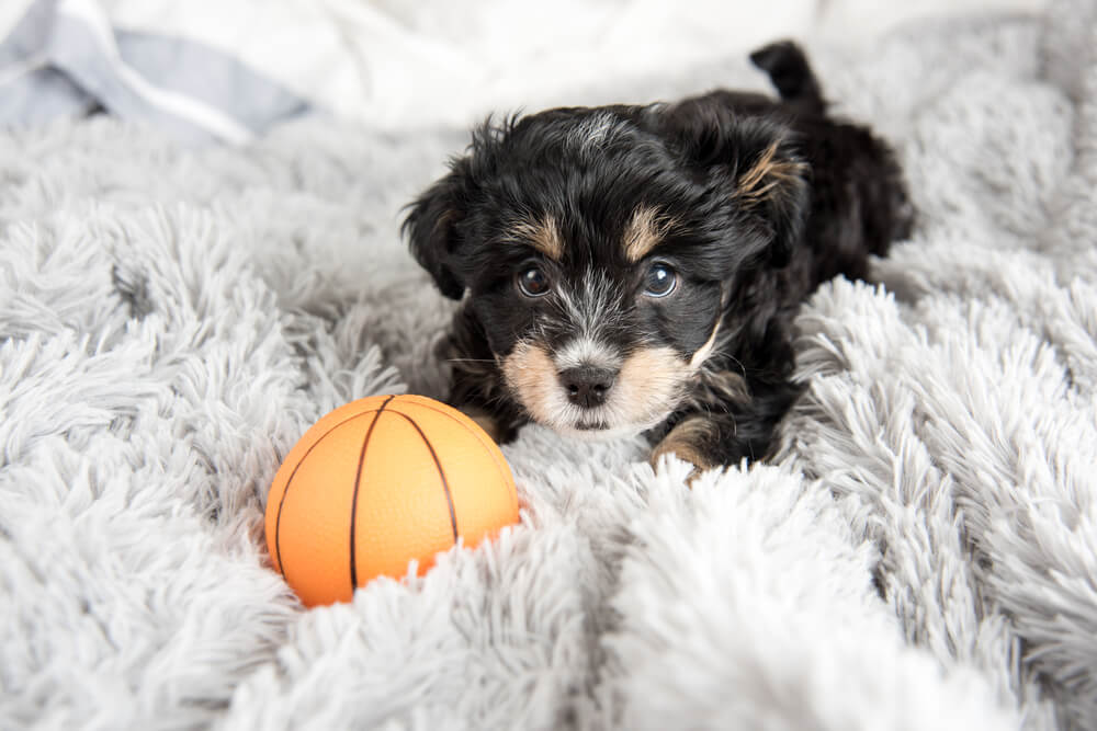 Naming Your New Puppy