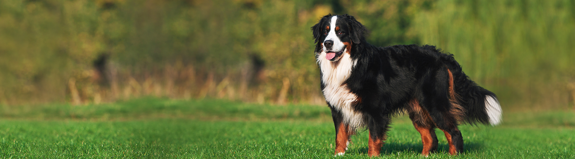 Bernese Mountain Dog Pets Training And Boarding