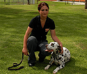 Dog training