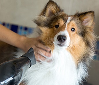 dog grooming sydney