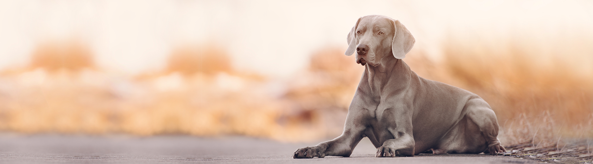 weimaraner becoming aggressive
