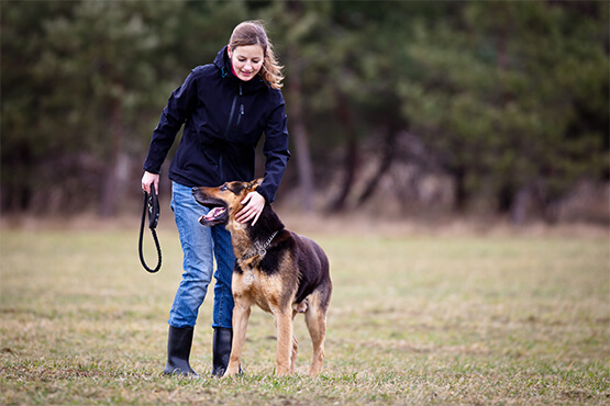 dog grooming sydney