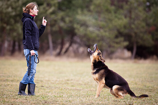 dog boarding training