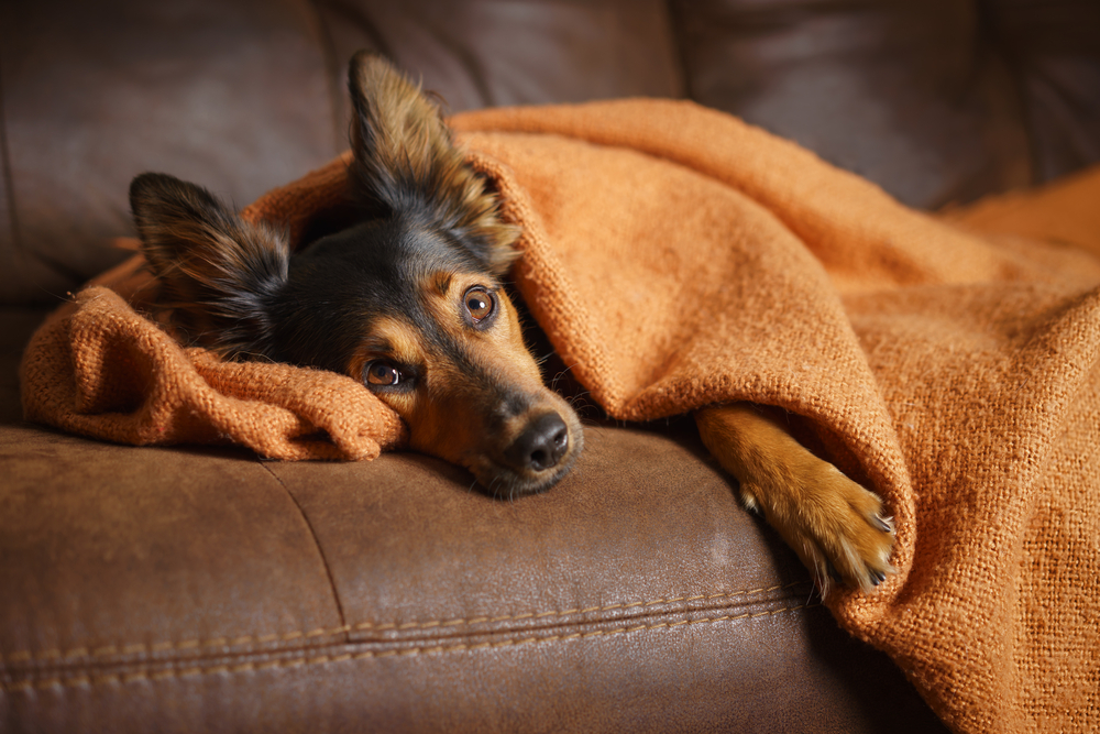dog suffering from stress