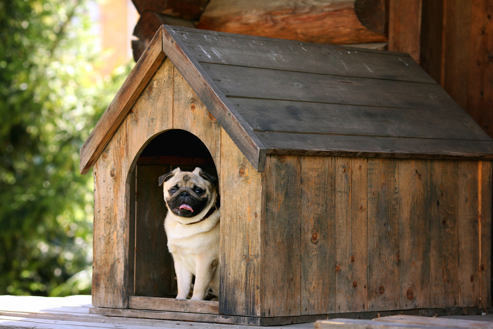 first time boarders owning a pet