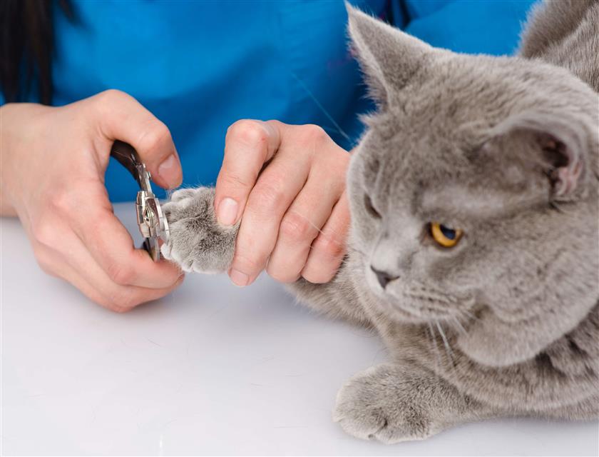 Cat Grooming