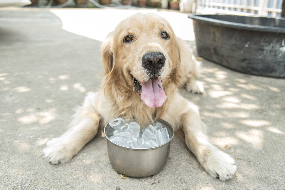 keep pets cool in summer