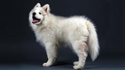 Dog Boarding Samoyed
