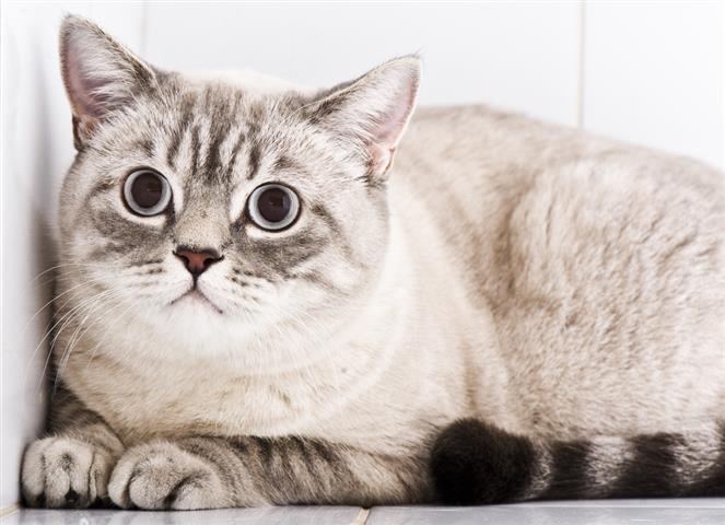 stressed out cat