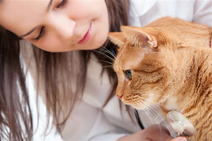Cat Abscess