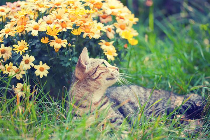 plants and poisons