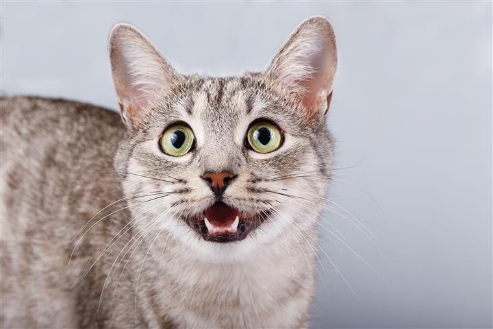 Dental Disease In Cats - Periodontal Disease - Pets ...