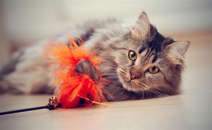 Cat Care & Grooming