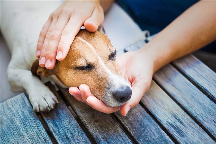 dog illness symptoms