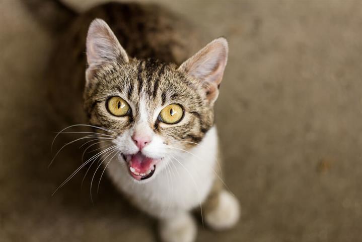 CATTY BEHAVIOUR