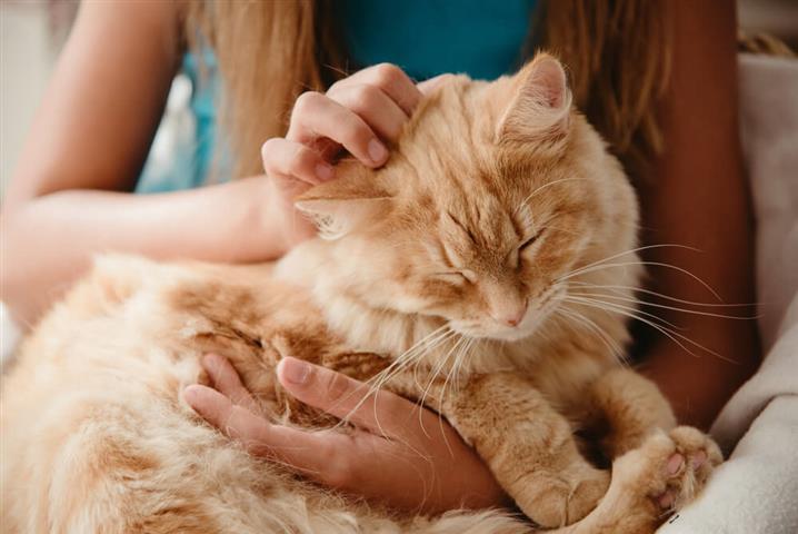 arthritis in cats