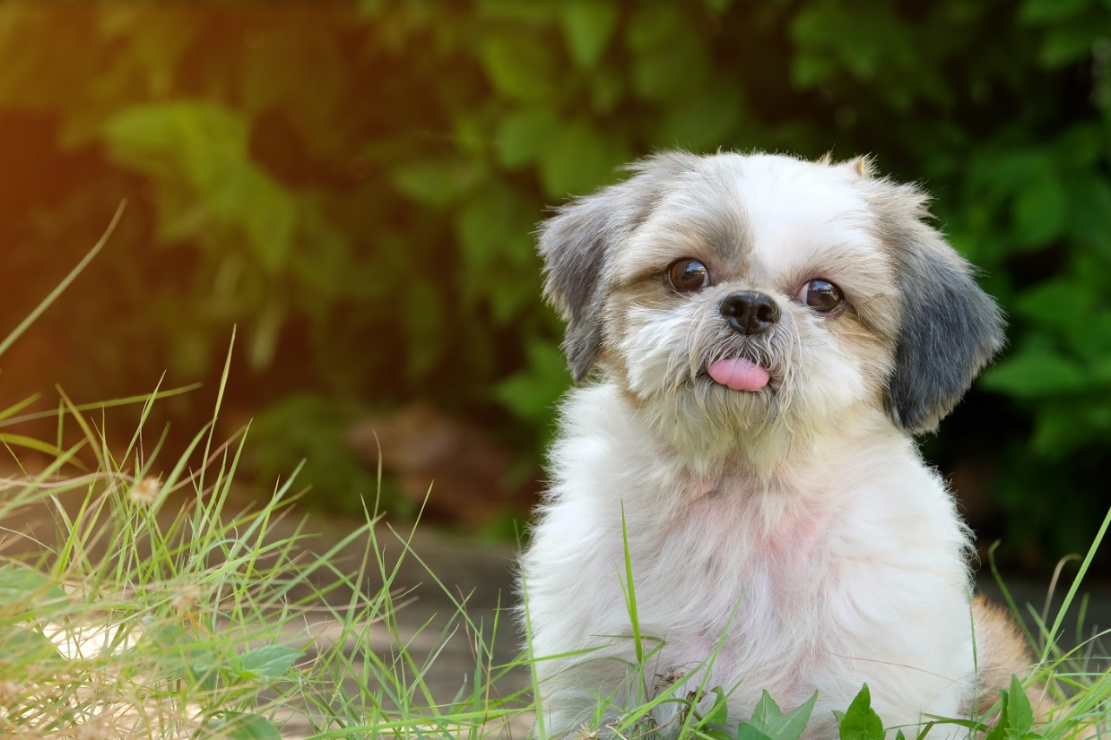 dog breed less shedding