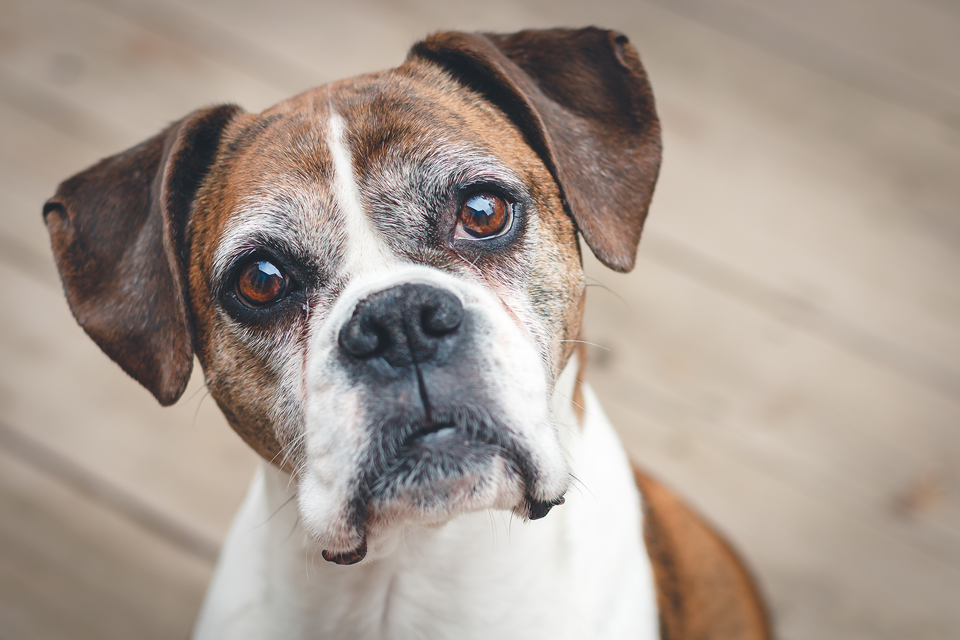Skin cancer in dogs