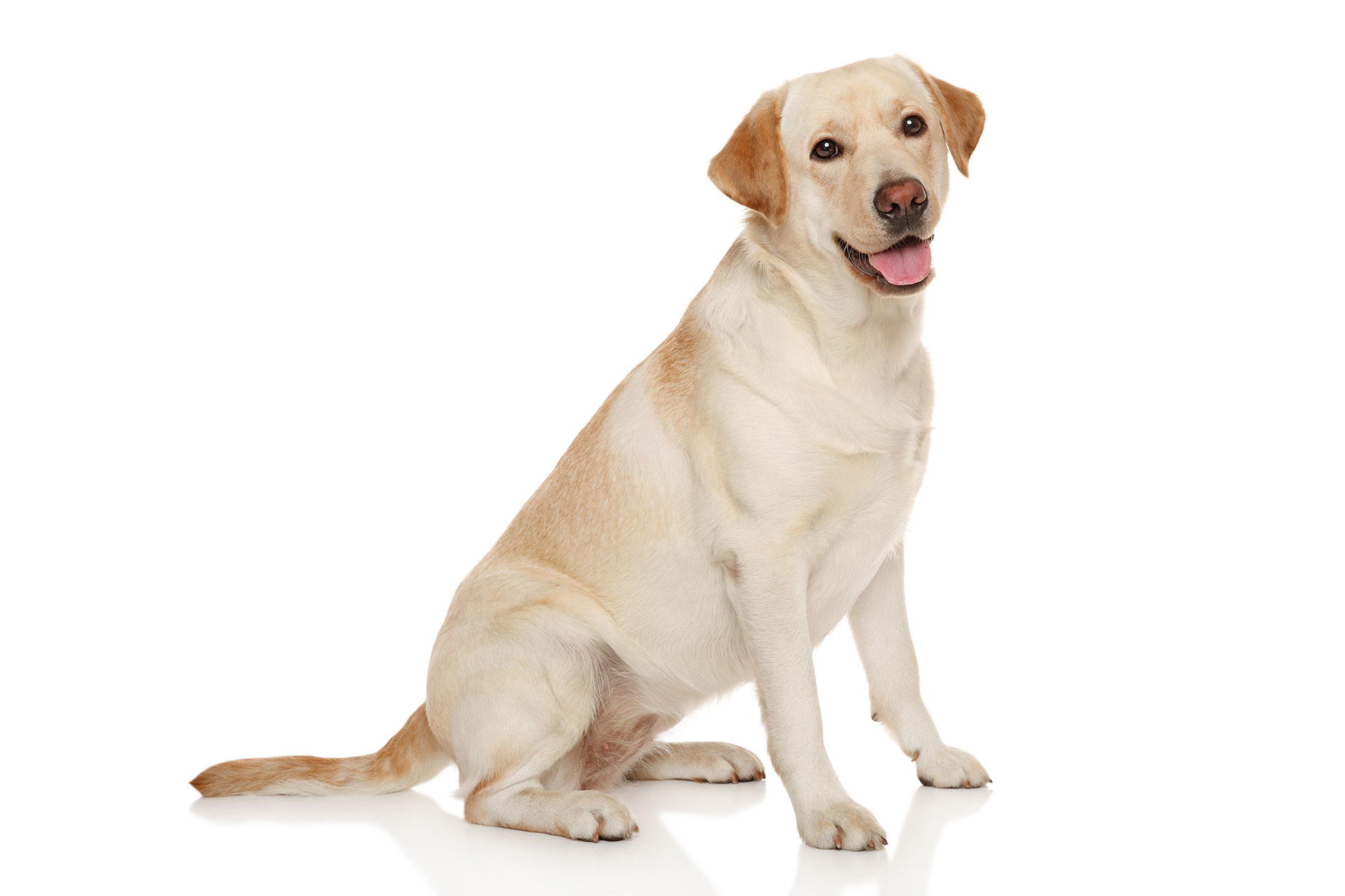 Non-Smelling Dog Breeds - Pets Training and Boarding