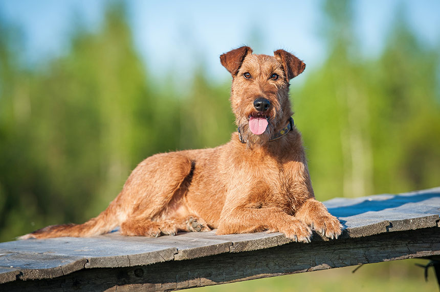 Irish Terrier Pets Training and Boarding