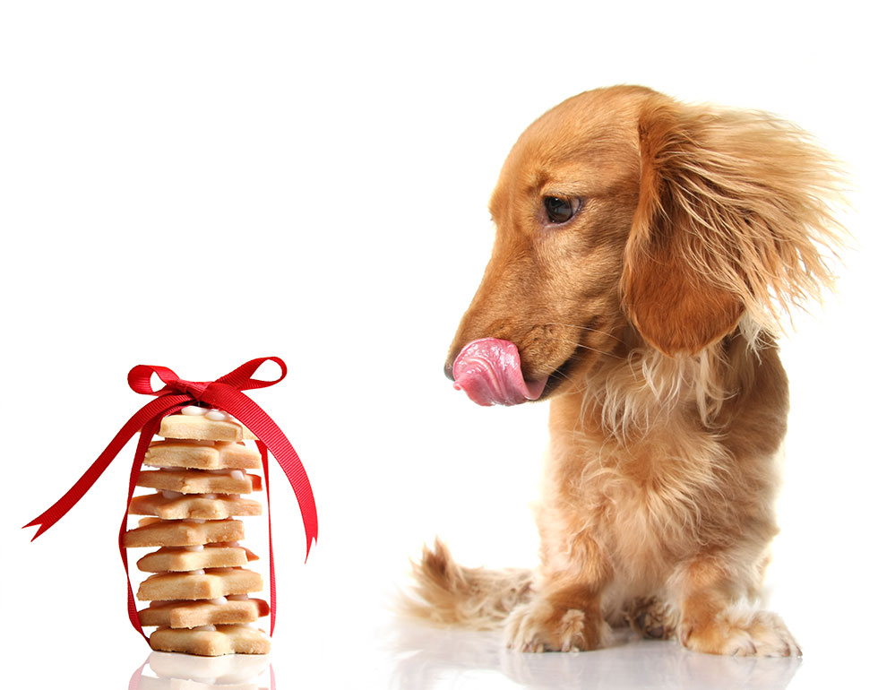 easter dog treats