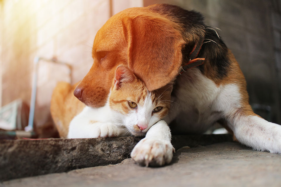 love dog and cat