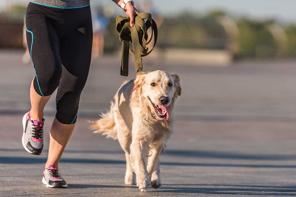 Over-Exercising Dogs